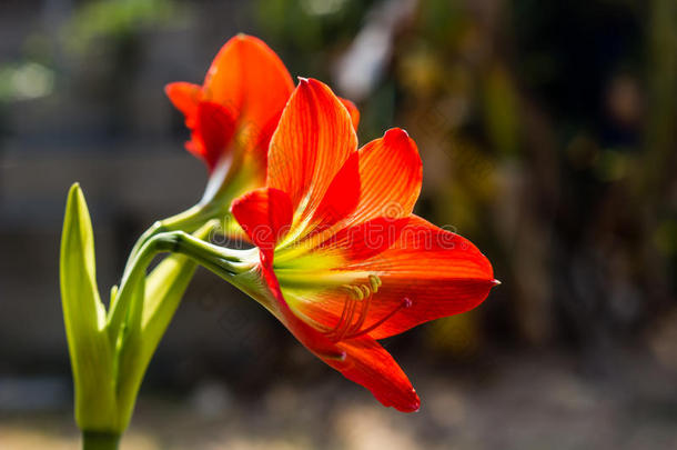 孤挺花约翰<strong>逊</strong>埋葬美丽的花