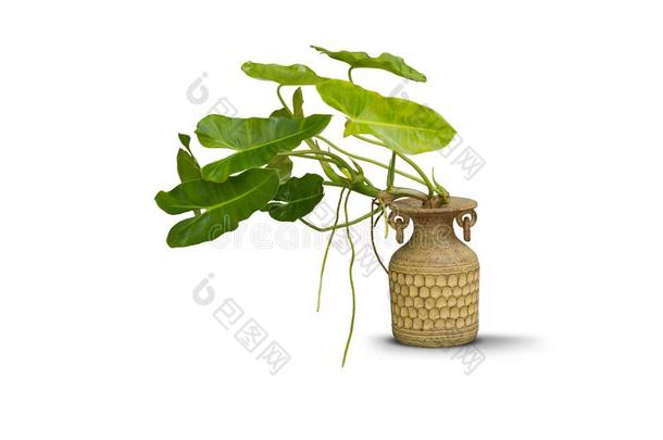 绿色的植物采用陶器黏土装饰瓶隔离的向白色的