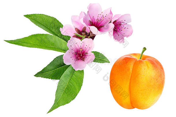 杏和杏花向白色的背景