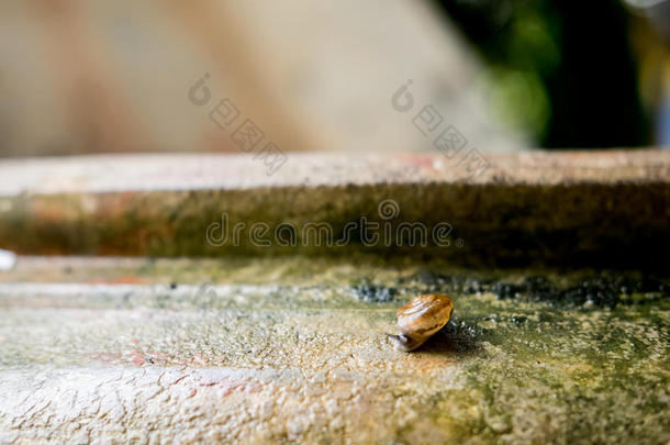 <strong>蜗牛</strong>螺旋结构,古罗马的<strong>蜗牛</strong>,可以吃的<strong>蜗牛</strong>,食用<strong>蜗牛</strong>向老的罐子.英文字母表的第19个字母