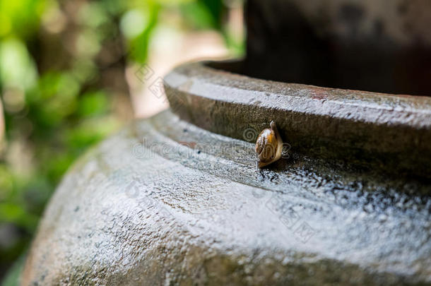 蜗牛螺旋结构,古罗马的蜗牛,可以吃的蜗牛,食用蜗牛向老的罐子.英文字母表的第19个字母