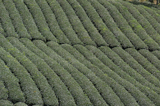 茶水采用commandarithmeticunits命令运算部件data数据农场,达拉,越南