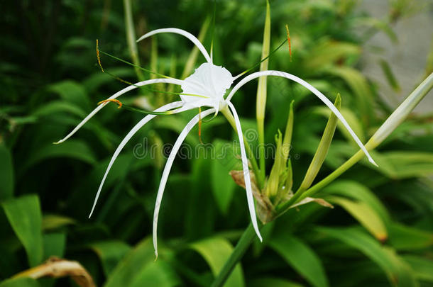 蜘蛛百合花白色的花001