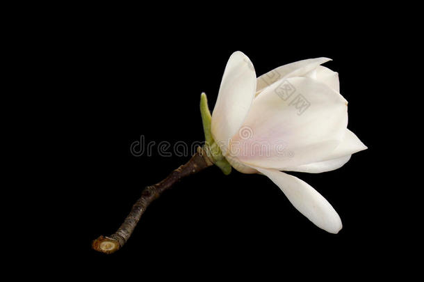 白色的木兰花