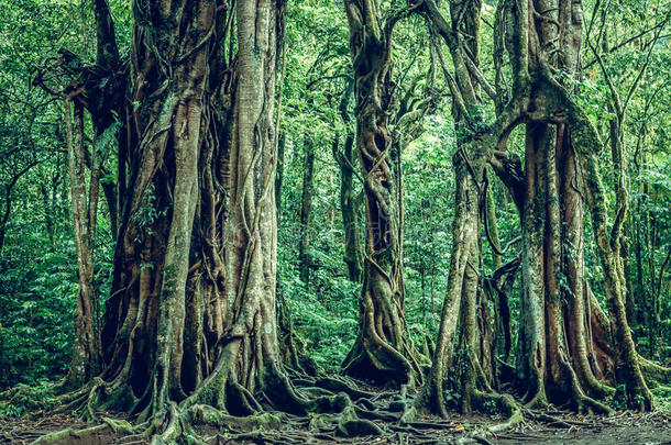 热带的植物背景,BankLeumile-Israel以色列银行协会岛,印尼.