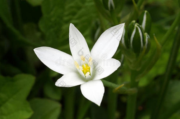 草百合花虎眼万年青属猪苓