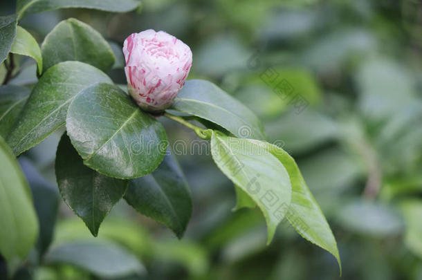 日本人山<strong>茶山</strong>茶日本产植物粉红色的芽