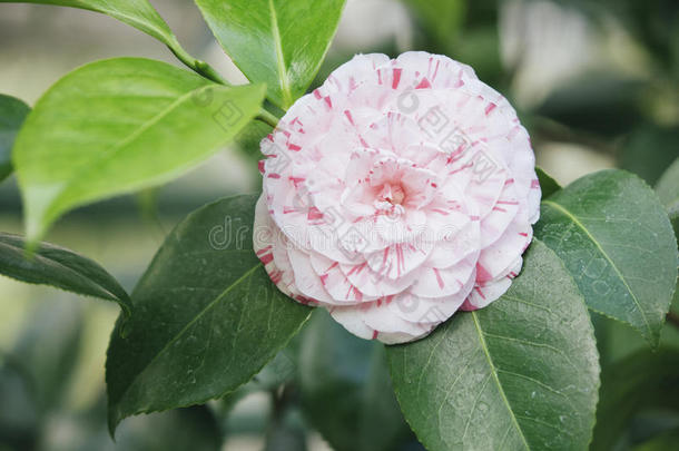 日本人山茶山茶日本产植物粉红色的花