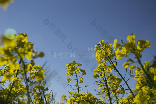 田关于油菜籽反对天和太阳背景