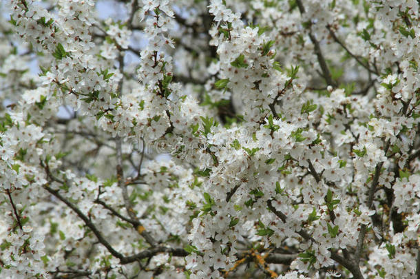 白色的李子树花