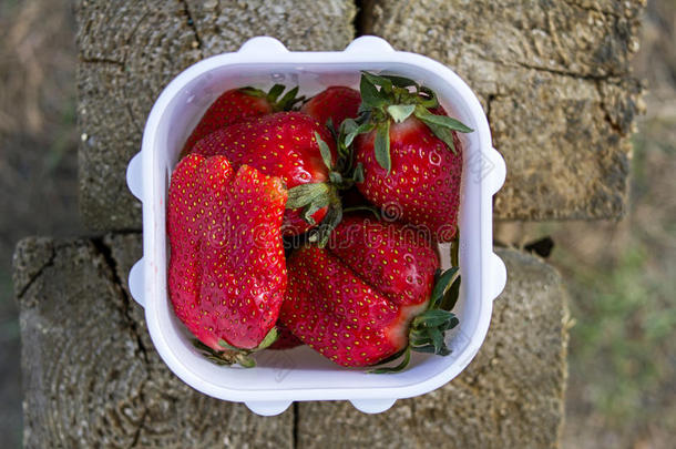 大大地多汁的成熟的红色的巨大的促进食欲的草莓浆果采用一whiteiron白铁