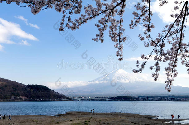 MagneticTape磁带紫藤和湖采用樱桃花樱花季节