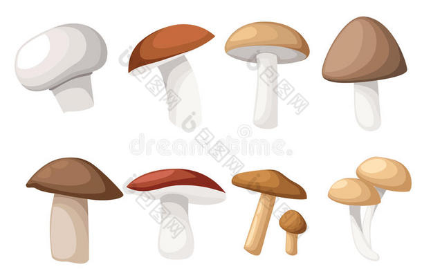 蘑菇说明关于各种各样的<strong>真菌</strong>牛肝菌属<strong>真菌</strong>汉比尼翁莱西努