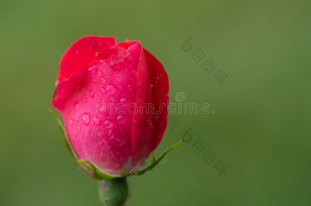 极小的蔷薇花蕾