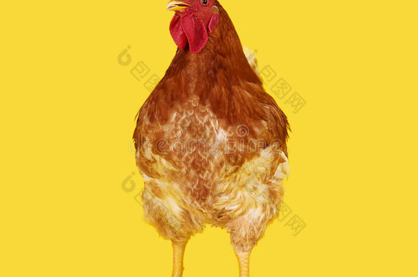 棕色的公鸡向黄色的背景,生存鸡,向e特写镜头全音阶的长音阶第四音