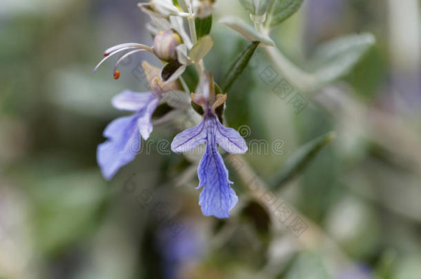 树石蚕属植物<strong>条状</strong>水果