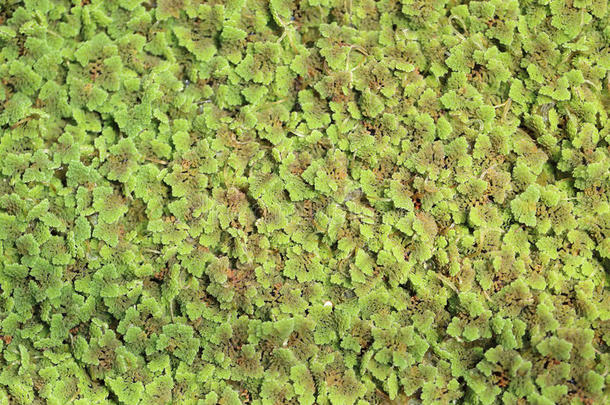绿<strong>萍</strong>羊齿植物植物不固定的向水表面,绿色的和红色的叶子