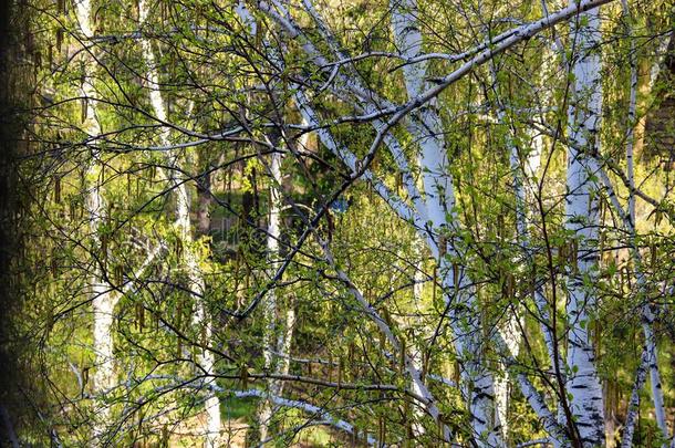 身材高的苗条的白色的桦树树干和新鲜的树叶