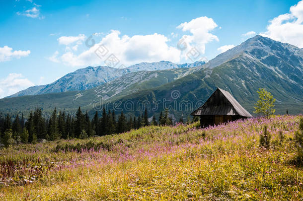 露兜树汽油,汽车品牌名称--捷克山位于波兰塔特拉山脉北坡的一个艺术中心波兰