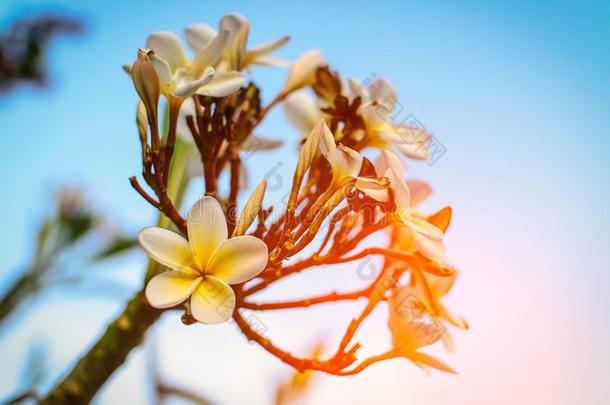 白色的鸡蛋花热带的花,<strong>梅花</strong>花<strong>盛开</strong>的