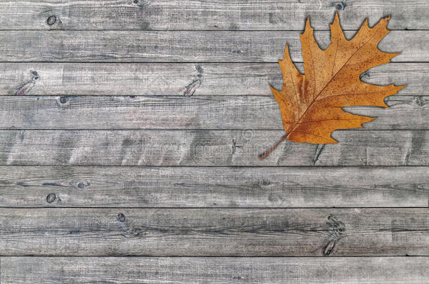棕色的叶子起立向灰色木制的板