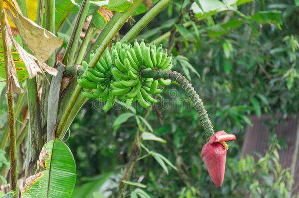 野生的<strong>香蕉</strong>和<strong>香蕉花</strong>.