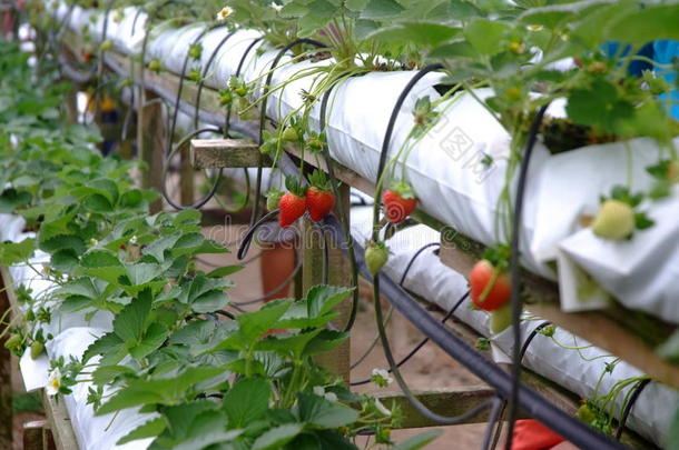 草莓采用草莓花园
