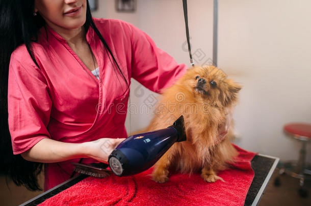 宠物美容师和头发干燥机,狗采用groom采用g沙龙