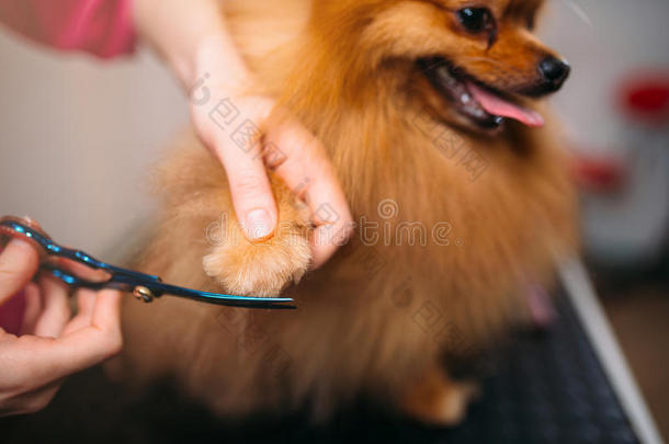 宠物美容师切和剪刀爪关于一狗