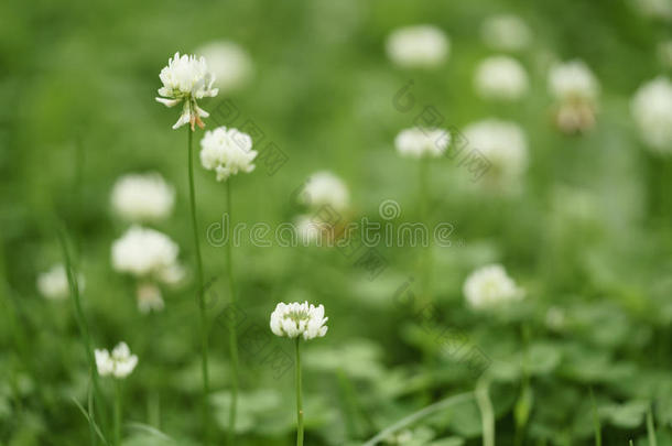 白色的三叶草花采用夏一天向草地