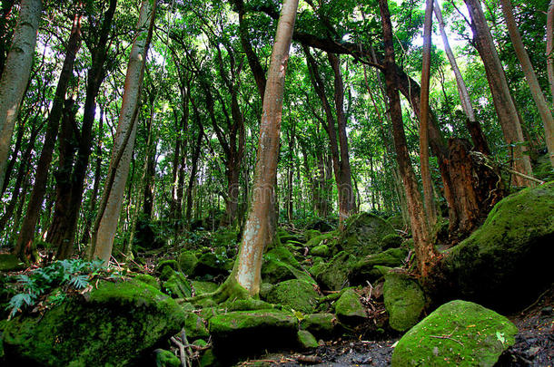 葱翠的丛林森林在近处秘密落下考艾岛