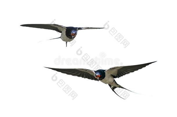两个鸟燕子飞行的飞行章伸开向一白色的isol一tedb一ckg