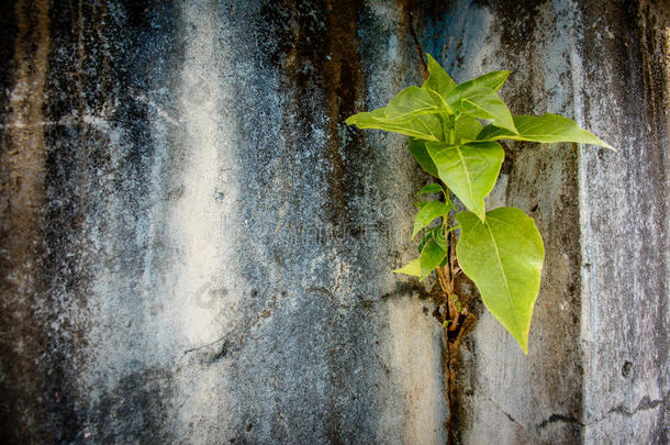 小的榕树树是（be的三单形式生长的向指已提到的人墙