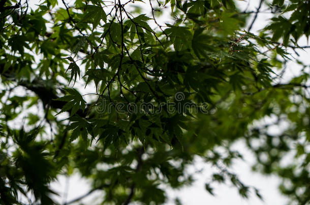 绿色的枫树树叶植物的叶子树枝向有风的和下雨的一天和