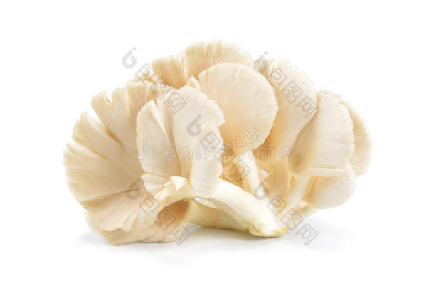 牡蛎蘑菇向白色的背景.蘑菇棕色的隔离的.一