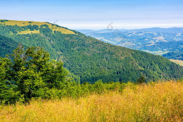 乡村夏风景和田,森林和山使摆脱