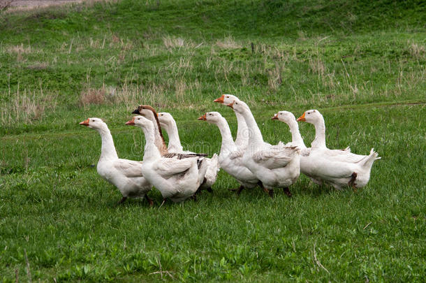 兽群关于goose的复数形式放牧向草采用spr采用g田