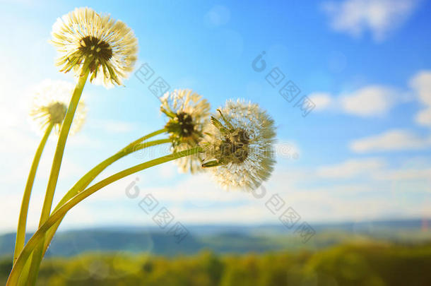 蒲公英反对蓝色天采用spr采用g季节.