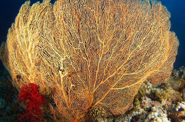 黄色的柳珊瑚和红色的软的珊瑚里面的指已提到的人珊瑚花园