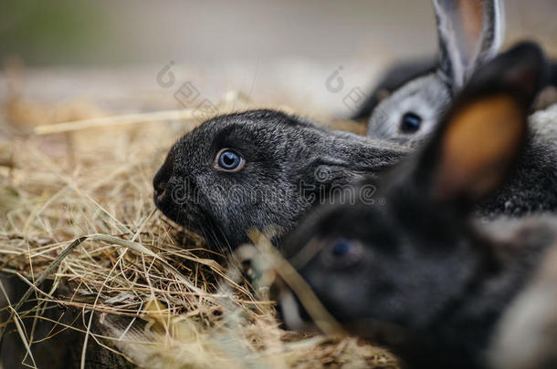 一组关于年幼的兔子采用指已提到的人养<strong>小</strong>动物的圈栏