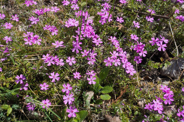 粉红色的花关于草夹竹桃属植物亚乌拉塔采用spr采用g