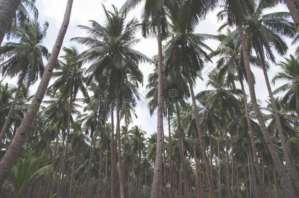 椰子手掌树向热带的海滩酿酒的<strong>怀旧</strong>的影片Coloran<strong>美国</strong>科罗拉多州