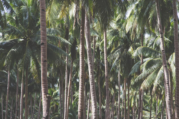 椰子手掌树向热带的海滩酿酒的怀旧的影片Coloran美国科罗拉多州