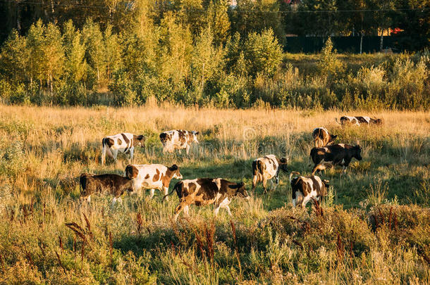兽群关于母牛放牧采用绿色的草地采用夏傍晚.牧草地