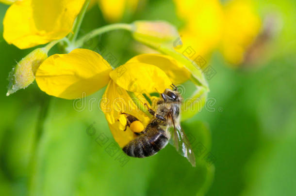 蜜蜂向一SaoTomePrincipe圣多美和普林西比.茅房&字母x27;英文字母表的第19个字母麦芽汁草