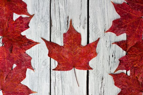 加拿大人的旗关于红色的枫树树叶越过weathe红色的白色的木材