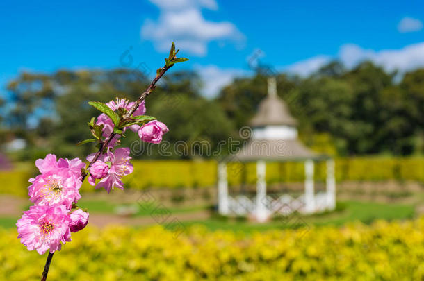 粉红色的樱桃花树枝反对公园向指已提到的人背景