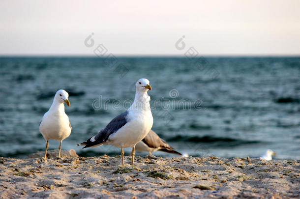 海鸥向海滩沙