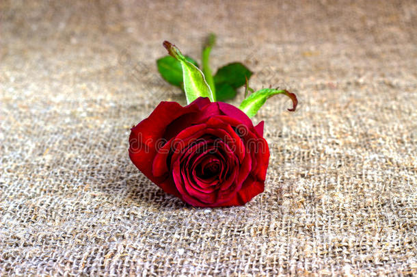 浪漫的红色的玫瑰背景,母亲一天,婚礼招待,