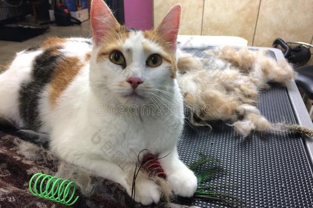 印花布猫照料或梳洗照料或梳洗脱落多毛的毛球毛皮猫玩具